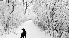 Nature snow winter walk