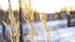 Nature snow winter wheat blurred