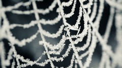 Nature snow winter white ice spider webs
