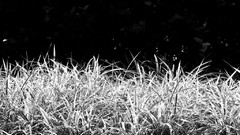 Nature soft light artwork