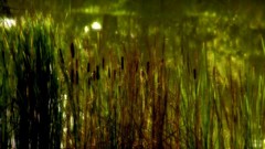 Nature soft light artwork