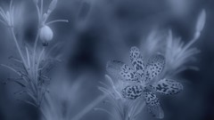 Nature soft light artwork