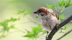 Nature sparrow
