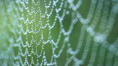 Nature spider webs