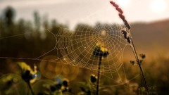 Nature spider webs