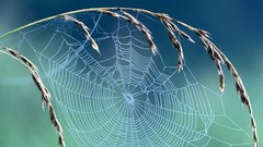Nature spider webs