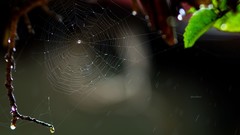 Nature spider webs