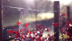 Nature spider webs depth of field