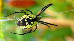 Nature spiders