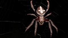 Nature spiders insects