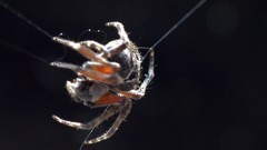 Nature spiders insects arachnids