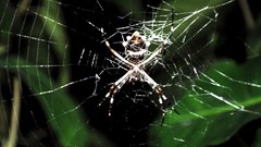 Nature spiders insects spider webs