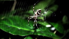 Nature spiders insects spider webs