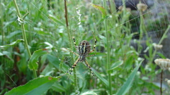 Nature spiders spider web