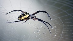 Nature spiders spider webs