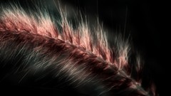 Nature spike soft light artwork