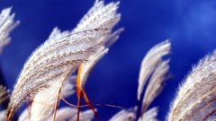 Nature spikelets