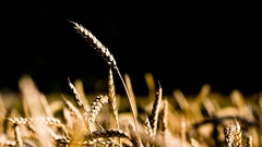 Nature spikelets