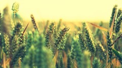 Nature spikelets depth of field photo filters