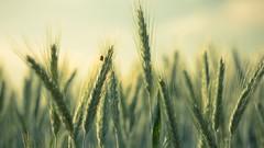 Nature spikelets ladybirds