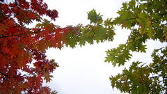 Nature spring autumn summer