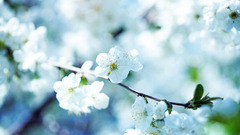 Nature spring blossoms