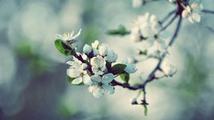 Nature spring blossoms macro