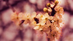 Nature spring blossoms macro