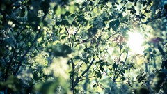 Nature spring bokeh sunlight blossoms