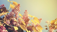 Nature spring lilac blossoms