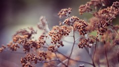 Nature spring Plants depth