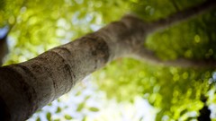 Nature spring tree trunk depth of field