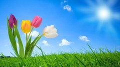 Nature spring tulips