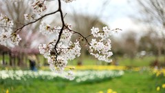 Nature spring white flowers Parks