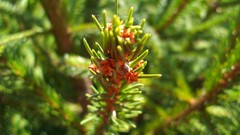 Nature spruce