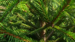 Nature spruce