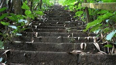 Nature stairways Plants