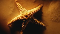 Nature starfish