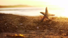 Nature starfish Beaches sea shorelines