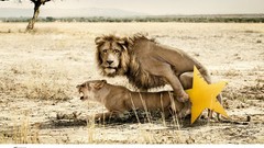 Nature Stars Animals advertisement