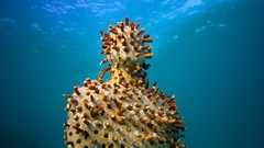 Nature statues underwater
