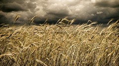Nature storm crops widescreen