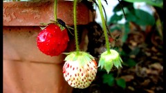 Nature strawberries fruits