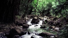 Nature streams forests
