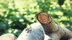 Nature stump Wood
