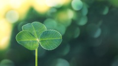 Nature summer bright Green Plants clover sunny bokeh Photo 