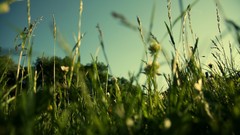 Nature summer fields