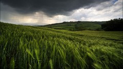 Nature summer Green wheat