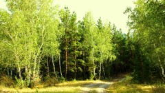 Nature summer meadows trail birch forests