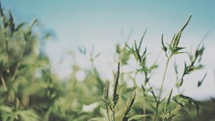 Nature summer Plants blurred